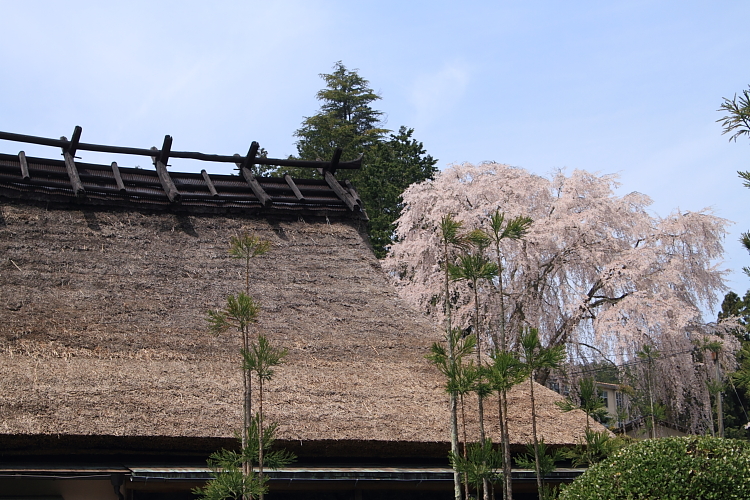 京北の桜を求めて_e0051888_2335411.jpg
