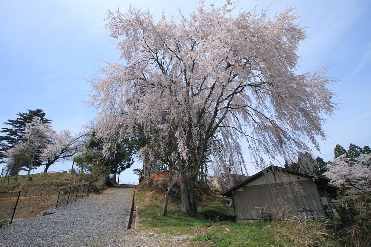 京北の桜を求めて_e0051888_2336091.jpg