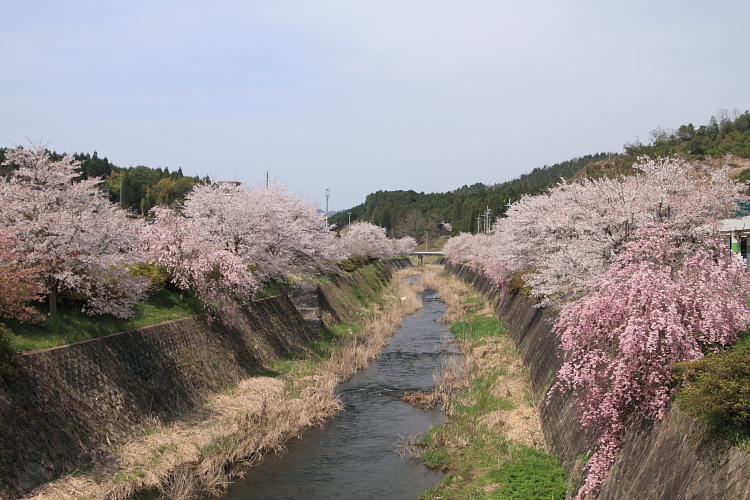 京北の桜を求めて_e0051888_23363277.jpg