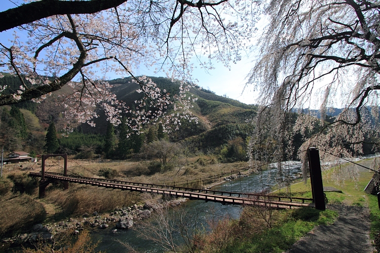 京北の桜を求めて_e0051888_23383612.jpg