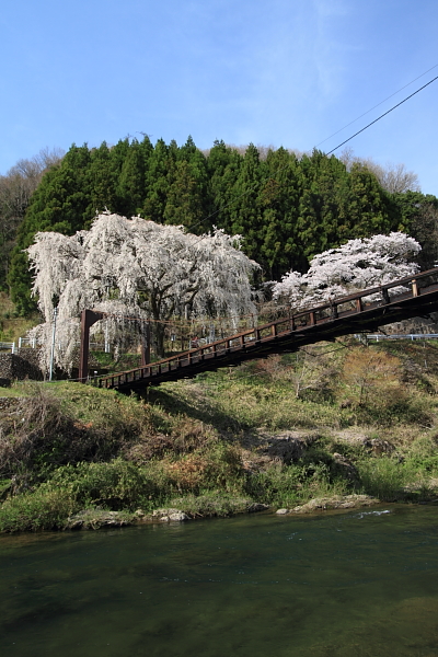京北の桜を求めて_e0051888_23385970.jpg