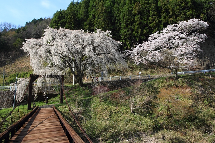 京北の桜を求めて_e0051888_23391846.jpg
