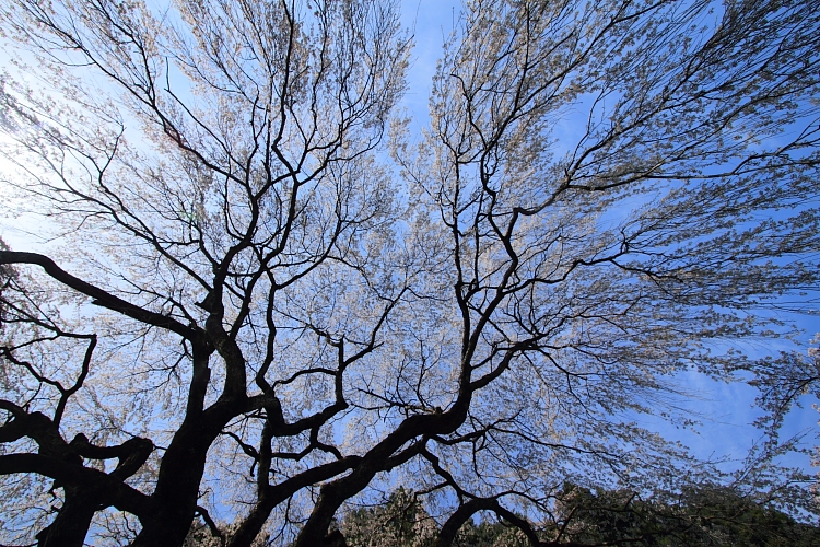 京北の桜を求めて_e0051888_23394952.jpg