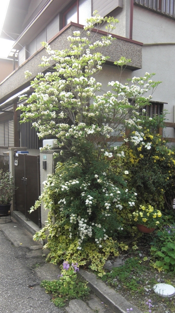 私のブログ絶対に見てください (51)_d0181492_7382859.jpg