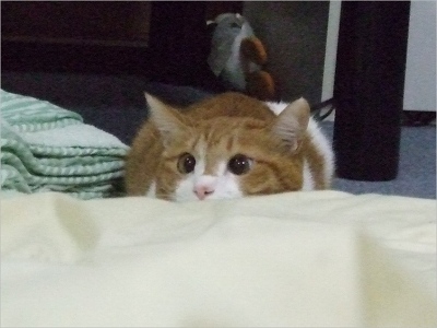 おっさんが猫ブログのうなぎちゃん アカギのア おっさんが猫ブログのうなぎちゃん アカギのア