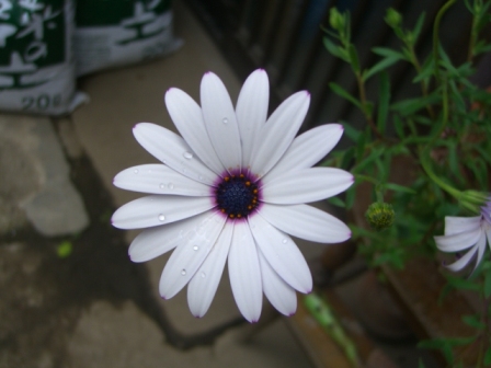 d0072395_1495425.jpg
