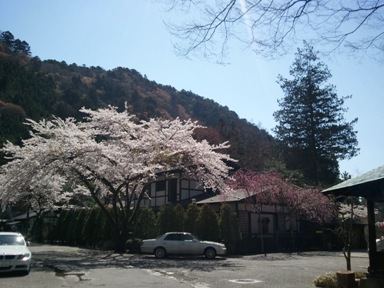 板室は桜が満開です。_f0227395_1093644.jpg