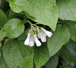 a0123003_1003327.jpg