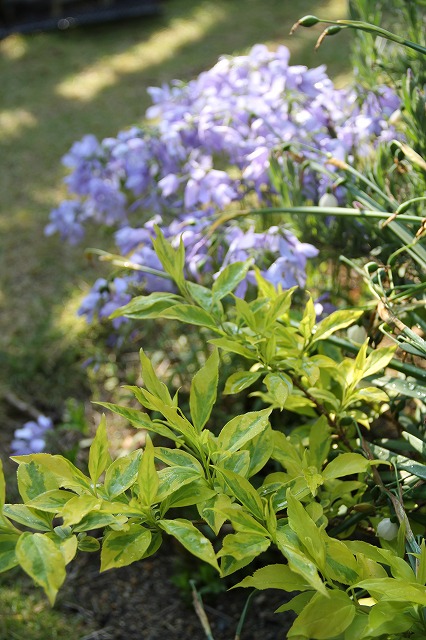 a0123003_10131357.jpg