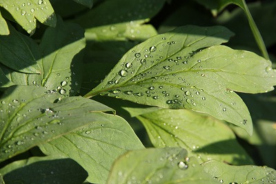 a0123003_10483871.jpg