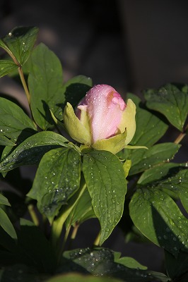 a0123003_1053696.jpg