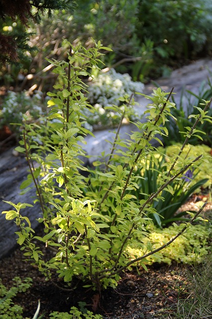 a0123003_1063610.jpg