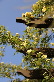 a0123003_9463727.jpg