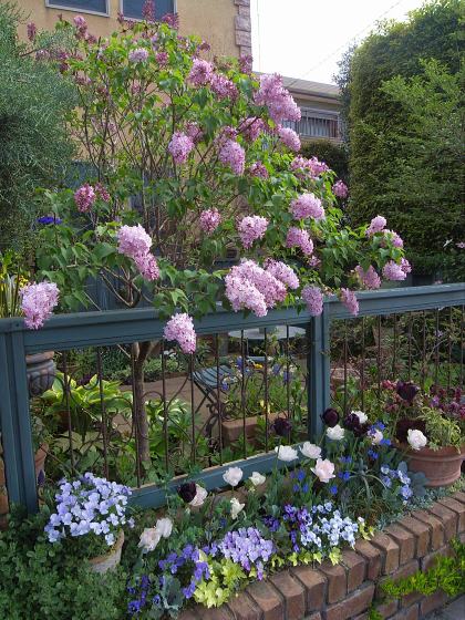 ライラックと花壇 ほんの小さな庭