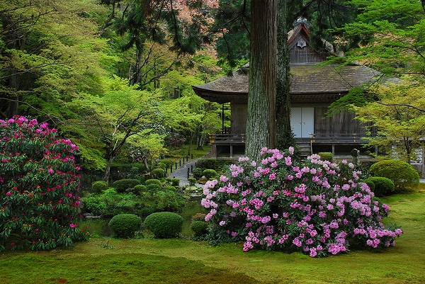 桜とか石楠花とか 三千院 一年365日 京日和