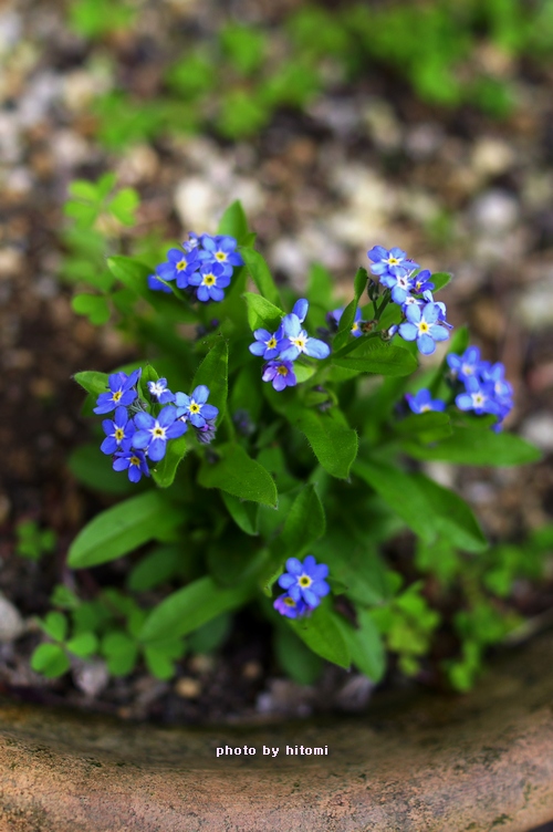 勿忘草。_a0144721_20553077.jpg