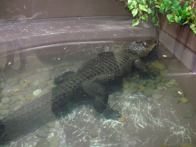 タンチョウ舎と両生類・は虫類舎オープン（旭山動物園）_b0128821_1855461.jpg