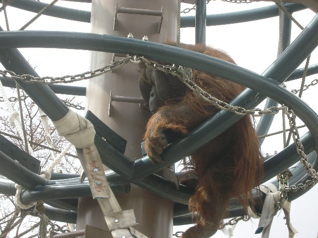 タンチョウ舎と両生類・は虫類舎オープン（旭山動物園）_b0128821_18575653.jpg