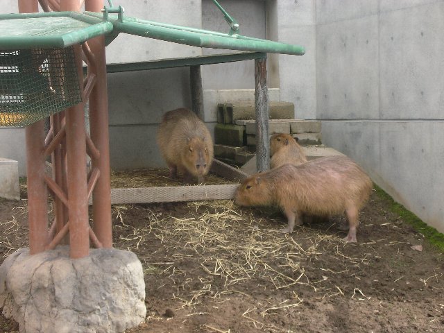 タンチョウ舎と両生類・は虫類舎オープン（旭山動物園）_b0128821_1904040.jpg