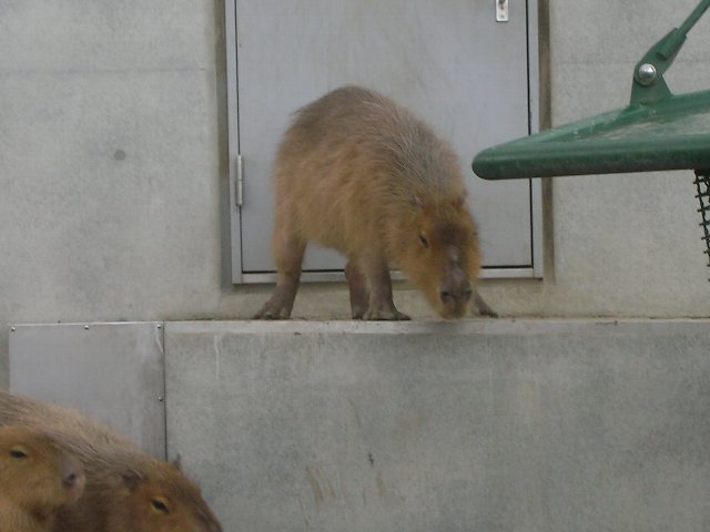 タンチョウ舎と両生類・は虫類舎オープン（旭山動物園）_b0128821_1904851.jpg