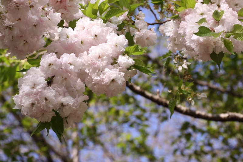 散歩の途中の八重桜･･･その２_b0165522_8512722.jpg