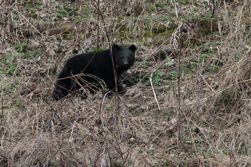 春グマ探し_a0087133_11374999.jpg