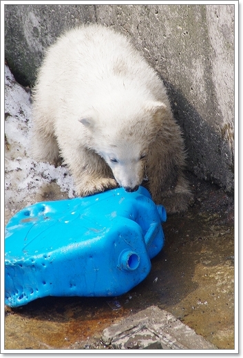 円山動物園　ホッキョクグマ_f0218836_22253814.jpg