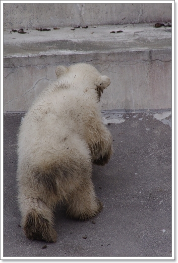 円山動物園　ホッキョクグマ_f0218836_2226226.jpg