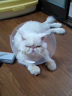 チロル6歳になる_d0152937_22135655.jpg