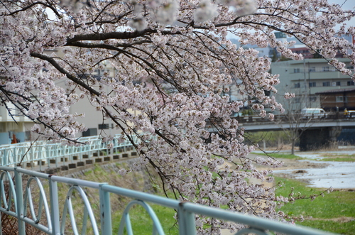 ベルと桜見物_d0156438_18441437.jpg