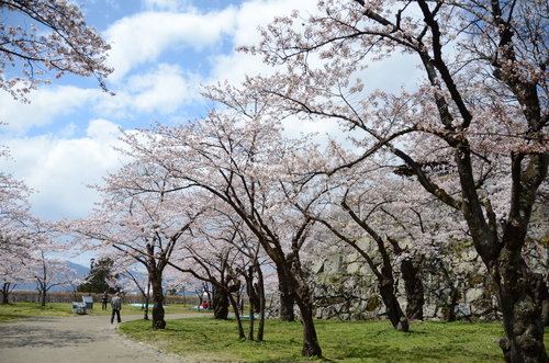 ベルと桜見物_d0156438_18445095.jpg