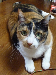 猫のお友だち マロンちゃんプリンちゃんミカンちゃん編。_a0143140_2156043.jpg