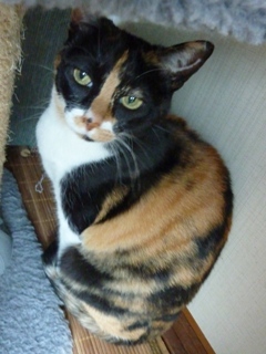 猫のお友だち マロンちゃんプリンちゃんミカンちゃん編。_a0143140_21563938.jpg