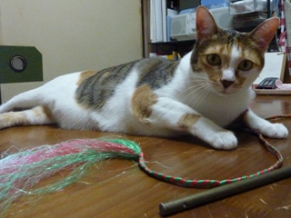 猫のお友だち マロンちゃんプリンちゃんミカンちゃん編。_a0143140_21571382.jpg