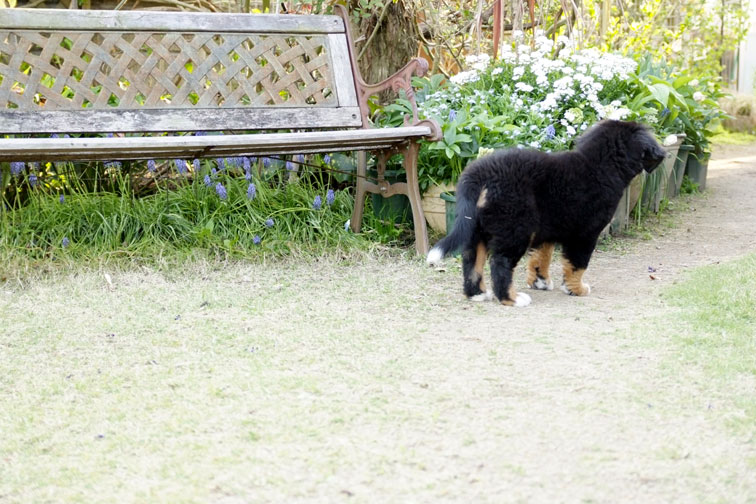 ララちゃんの狙うもの、、、私が守るもの、、、_b0075541_12231741.jpg