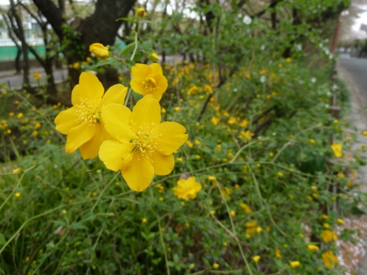 小さな花も・・・_c0152341_1015412.jpg