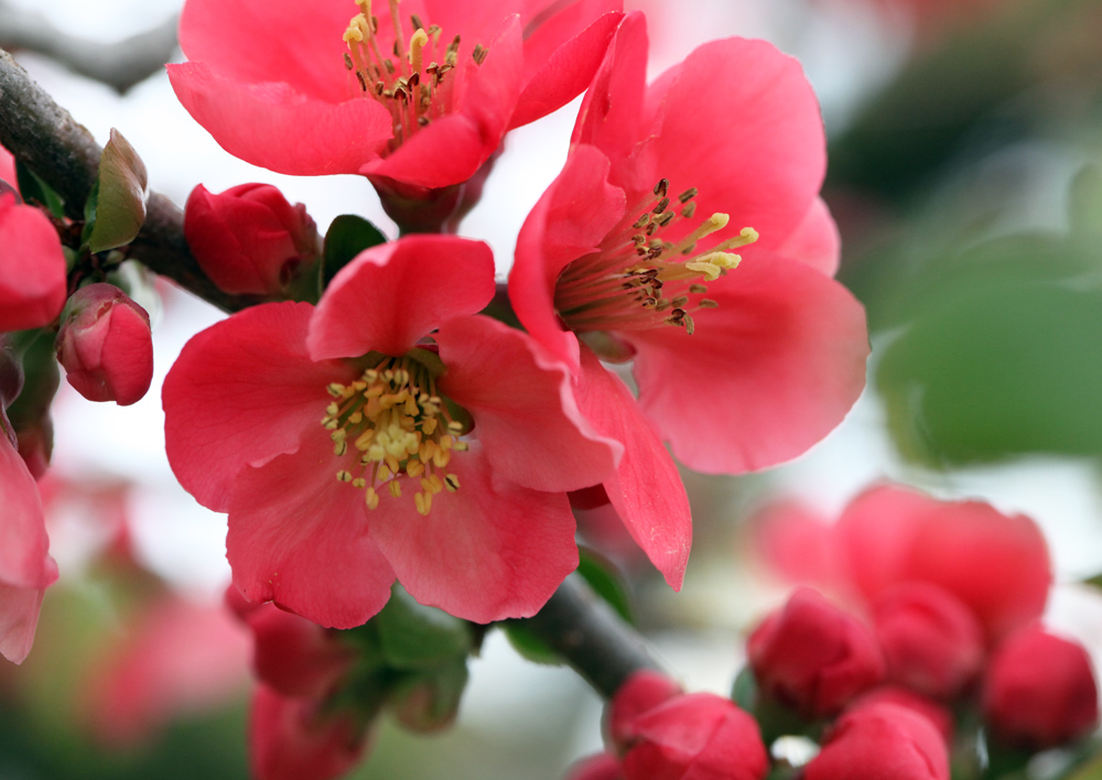 奈良市都祁吐山町　桃　ボケ　桜　レンギョウ_c0108146_2135581.jpg