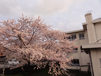 旧二小の桜をライトアップ！_f0231147_2314078.jpg