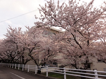 旧二小の桜をライトアップ！_f0231147_2321130.jpg