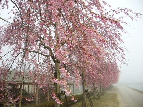 がいせん桜開花情報　【満開】　２０１１年４月２９日_b0174451_6181062.jpg