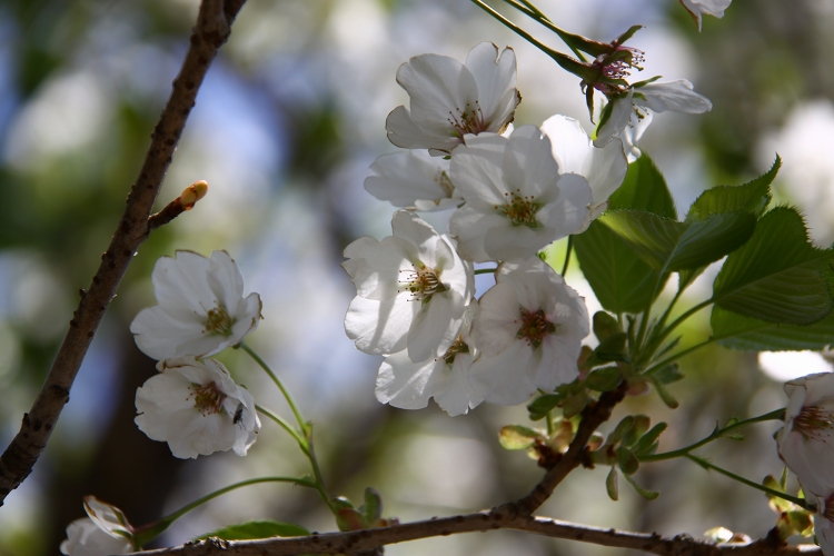 天空の道の１本桜と長寿ヶ丘公苑のツツジの状況_b0123359_1950307.jpg