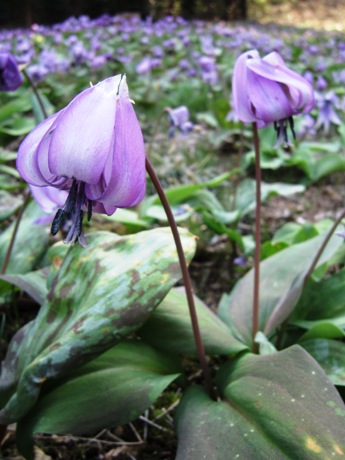 c0127460_1558735.jpg