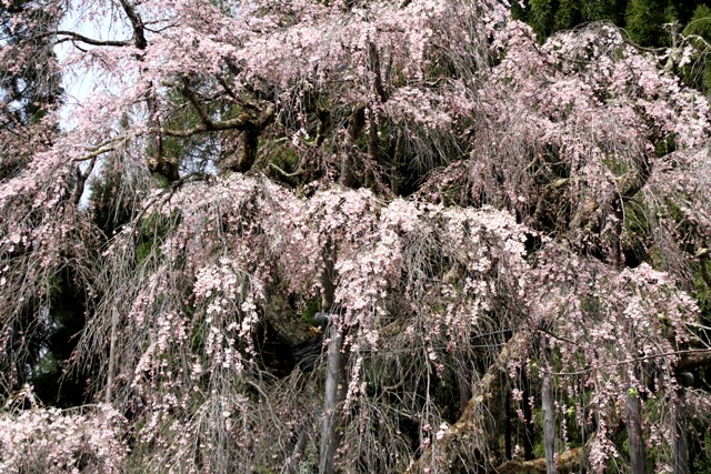 巨木・名木探訪と森林浴　（平成２３年　４月２8日）_f0226960_1861247.jpg