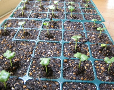 ローゼルが発芽 落花生の種まき 森の加工場農園 通信