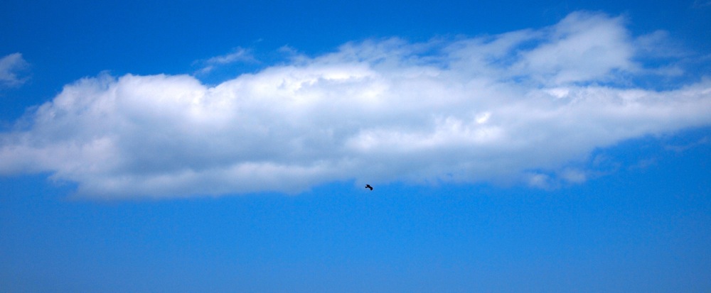 kite in olympus-blue_d0175768_231391.jpg