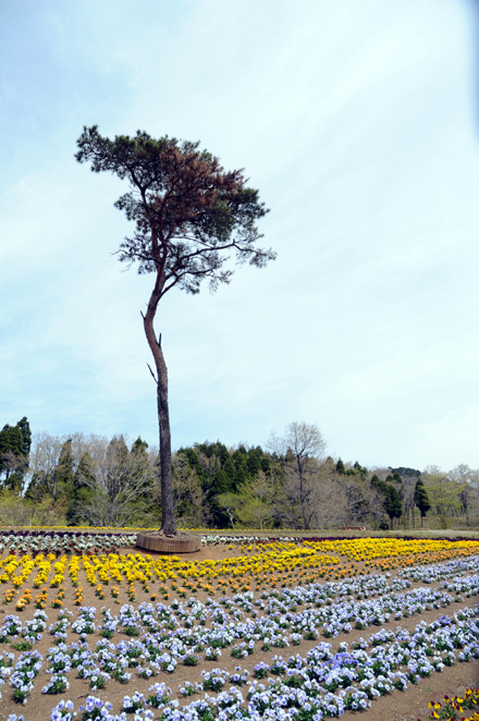 熊本紀行４_d0177875_178188.jpg