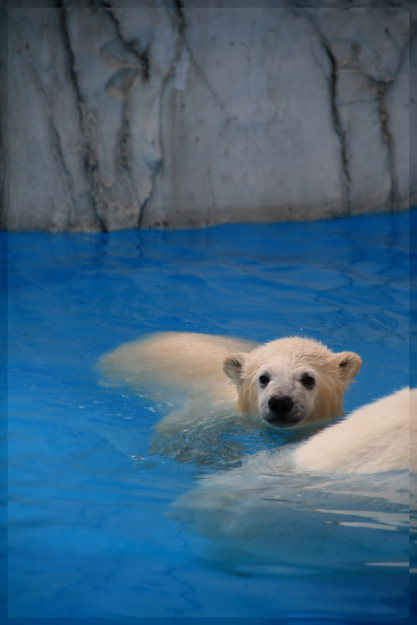 baby polar bear_e0199776_14503587.jpg