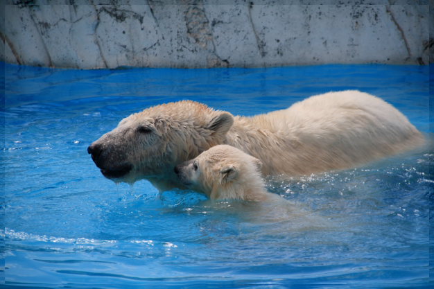 baby polar bear_e0199776_14504816.jpg