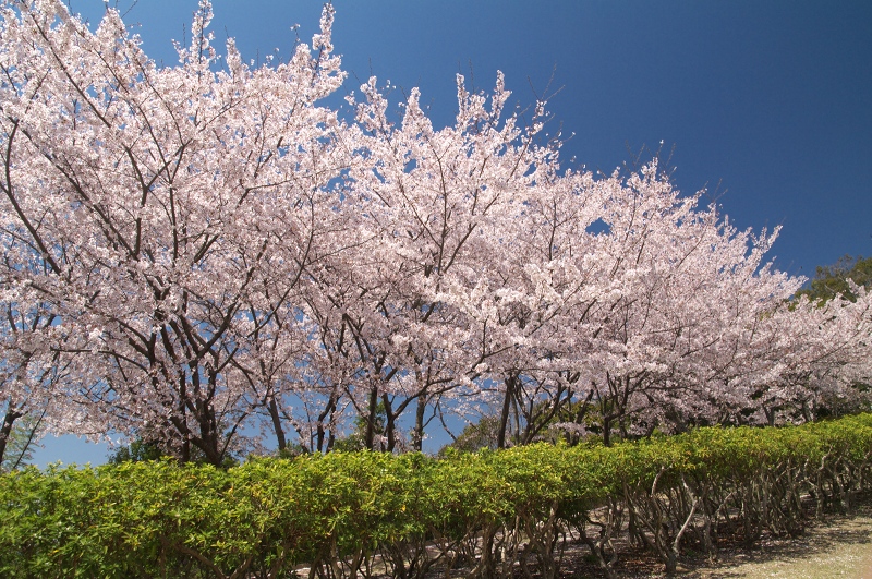 2011桜　円通寺公園_c0135381_18211444.jpg