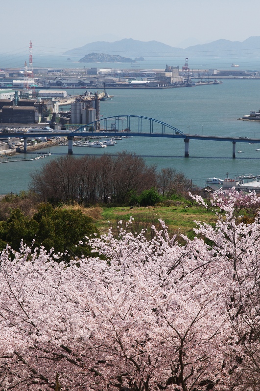 2011桜　円通寺公園_c0135381_18212966.jpg